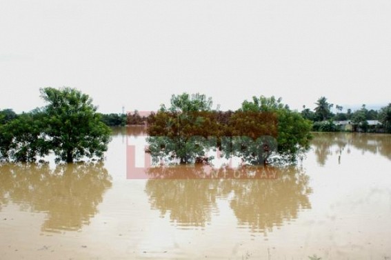 Tripura’s yearly agricultural production downed in 2015-16 FY : Flood washed away farmers’ cultivation ahead of winter season-2016 : Market burning with price hike Tripura’s yearly agricultural production downed in 2015-16 FY : Flood washed away farmers’ cultivation ahead of winter season-2016 : Market burning with price hike